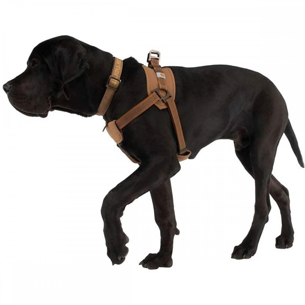 P000341 Training Harness